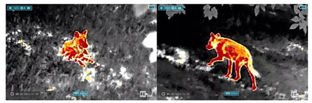 Kamera termowizyjna Infiray FL35R zasięg 1818m